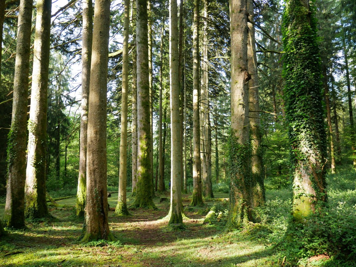 Leitzalarreako izeiak