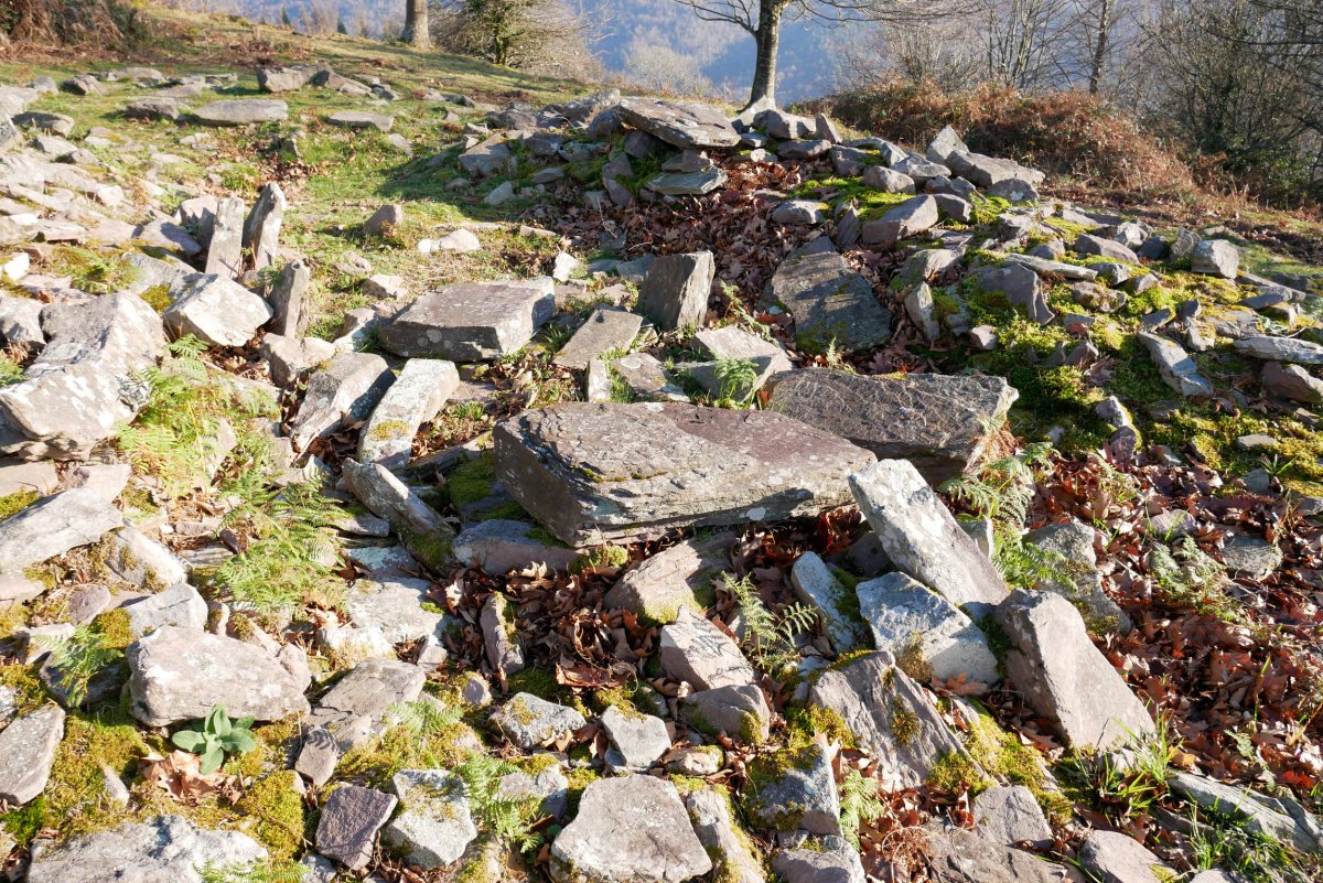 ARRITXIETA trikuharria