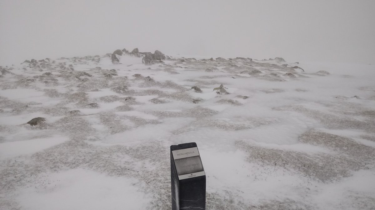 Kalparmuñobarrena trikuharria (2019)