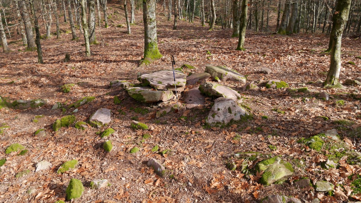 Bistarri trikuharria