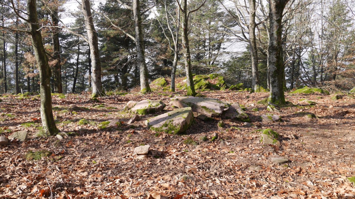 Bistarri trikuharria