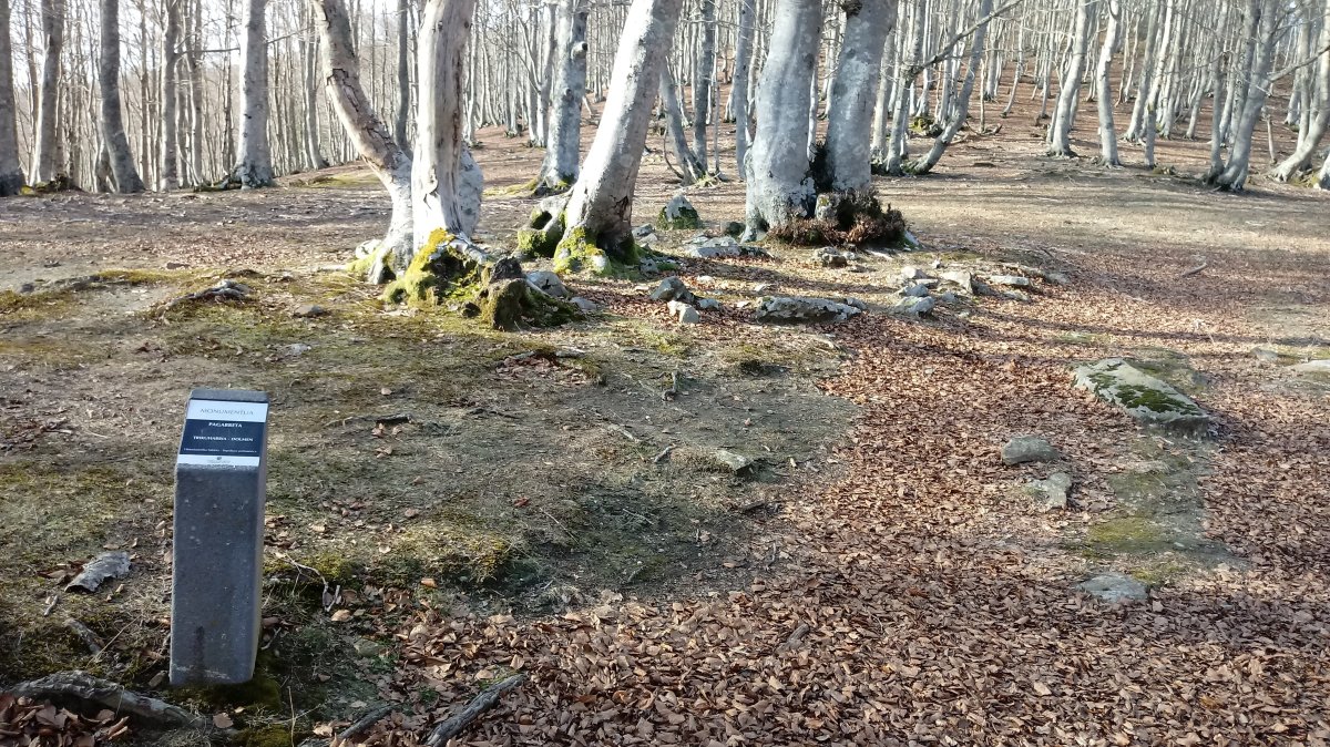 Pagarreta trikuharria (2019)