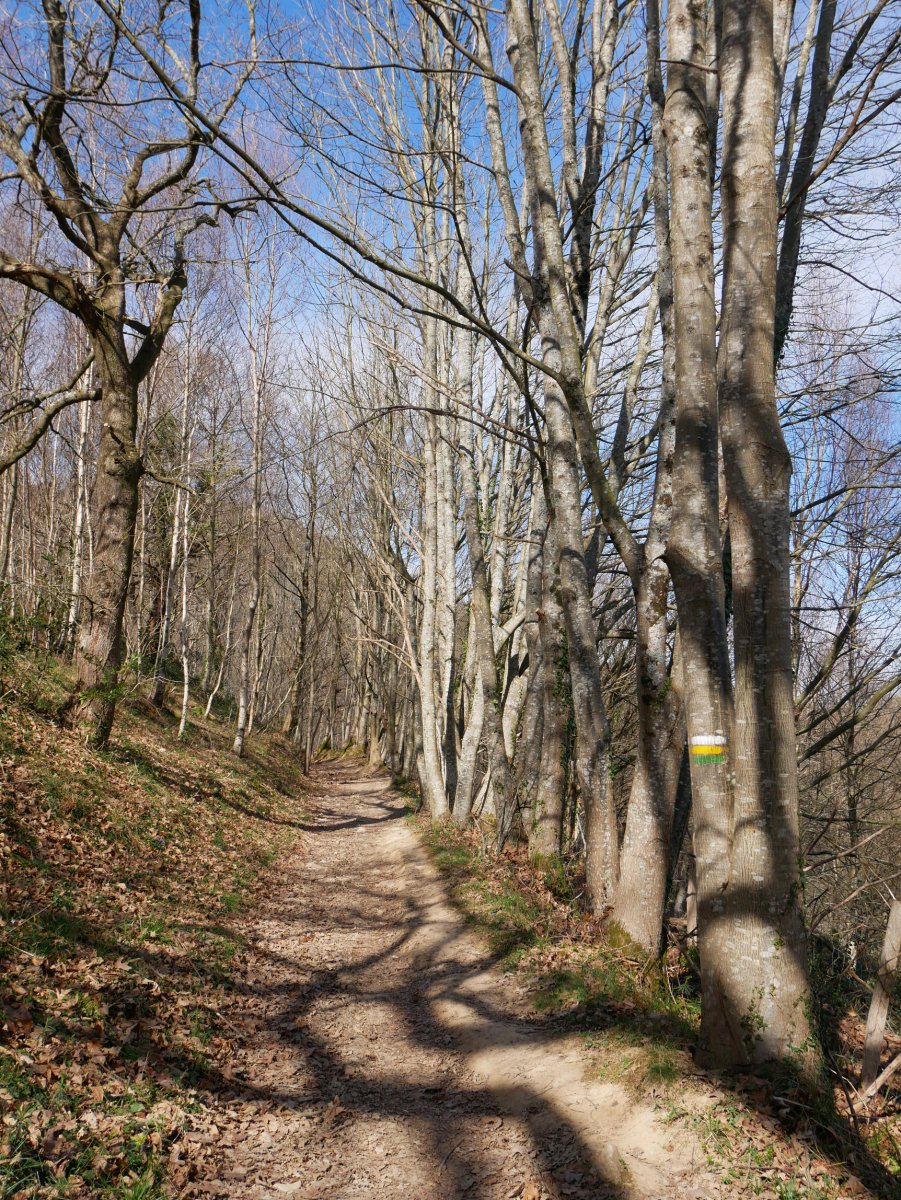 Floreagatik Berrozpinera doan bidea