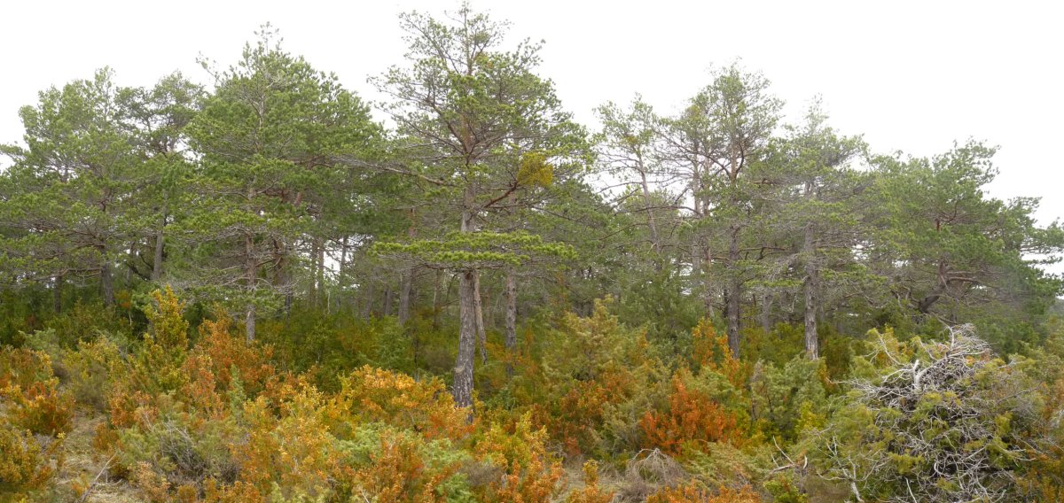 Iralkatzeko gailurra, basoak gogor babestua