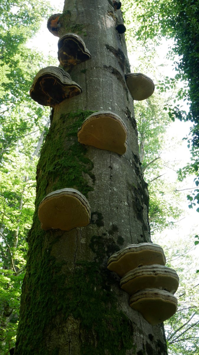 Ardagaiz jositako pagoa Urkizu aldean