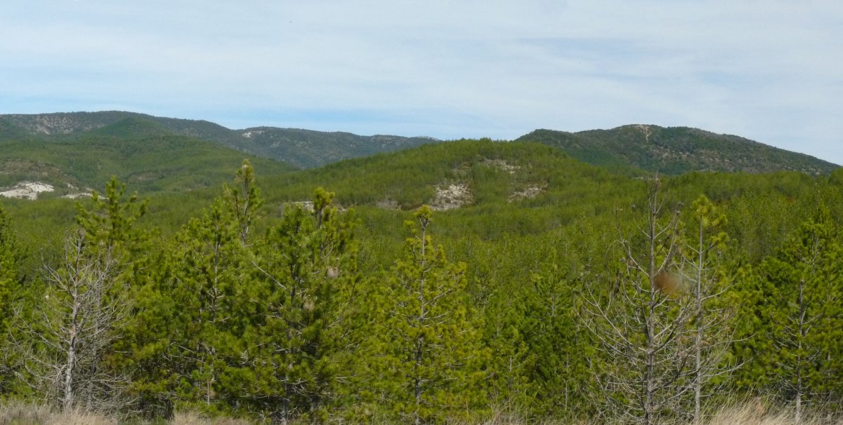 Txukarteko tontor oihantsua