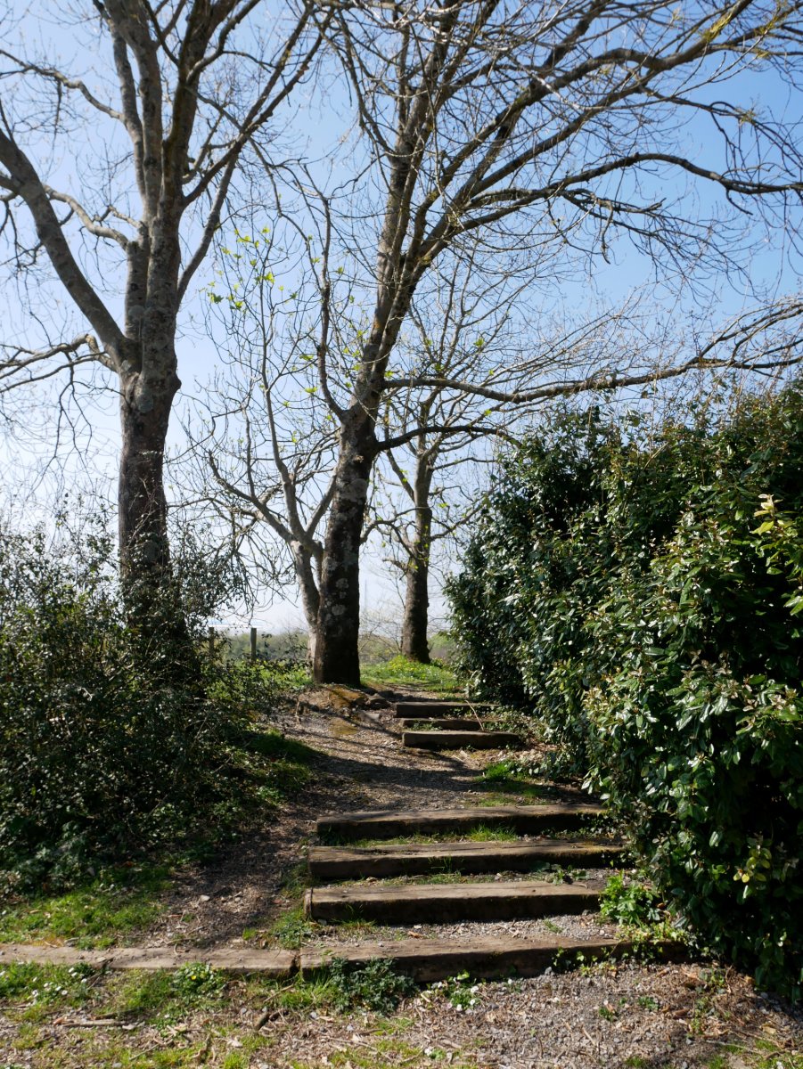 Santiomendi tontorra-edo.