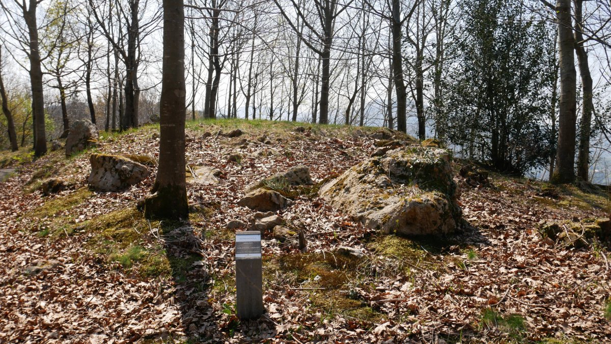 Arreginea harrespila