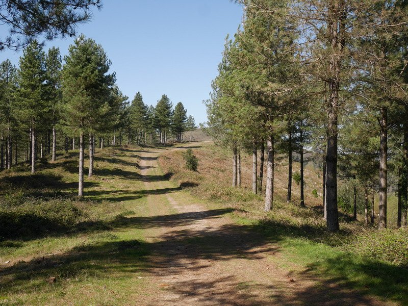 Guineako mendebaldeko bizkarra