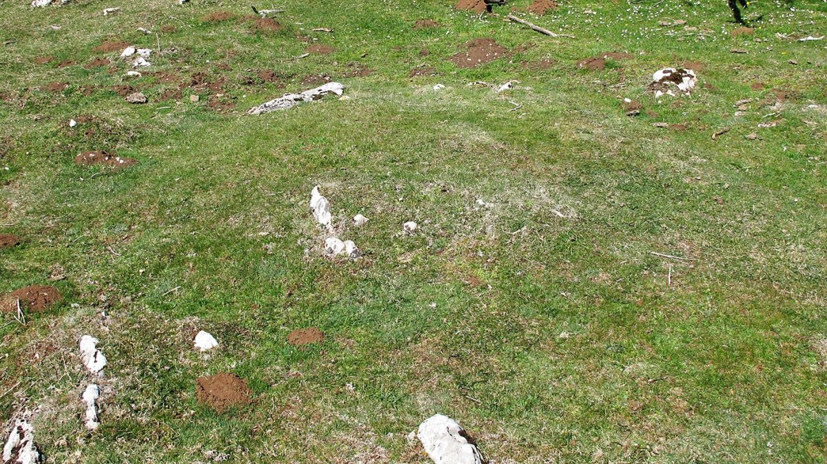 Ollide tumulua, Urbasa