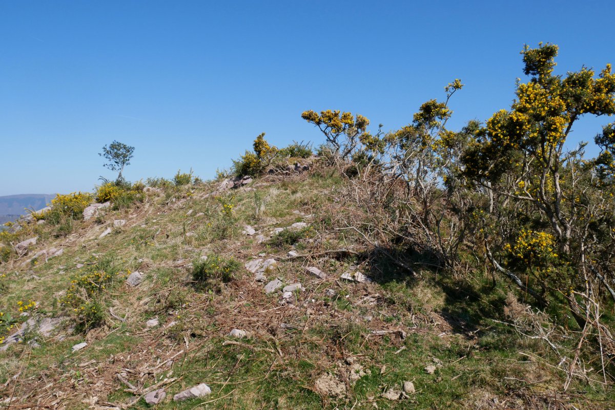 Pagoagalarre, tontorra