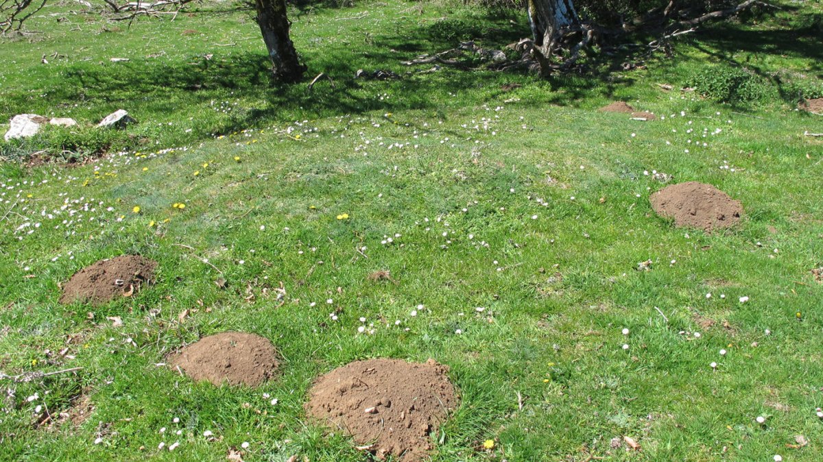 Gaztansoro 2 etxola hondoa, Urbasa