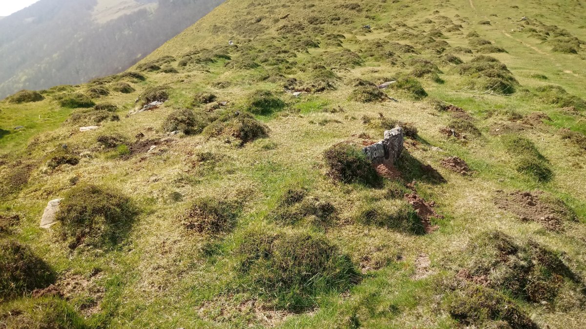 Katillegiko Lepoa trikuharria (2019)