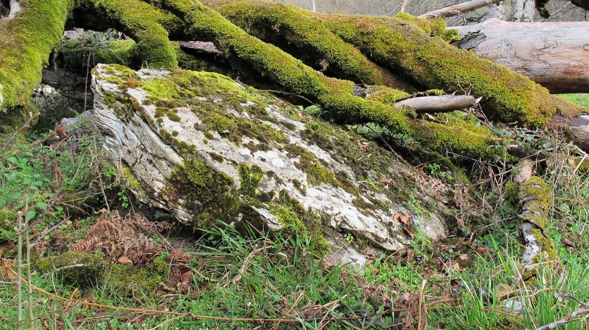 Saroibarren zutarria, Urbasa