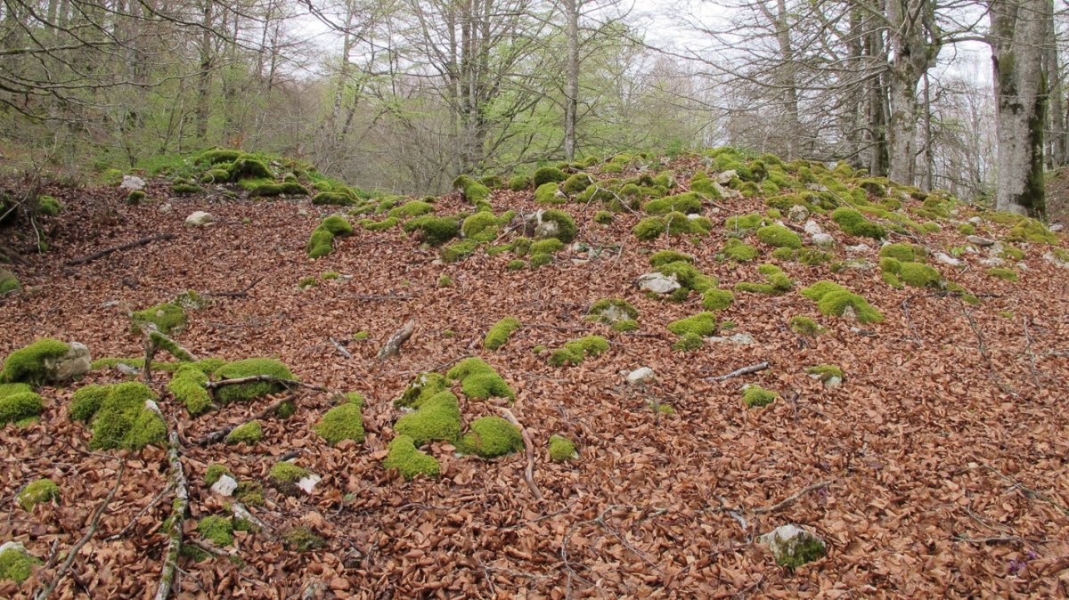 Aileta trikuharria, Urbasa