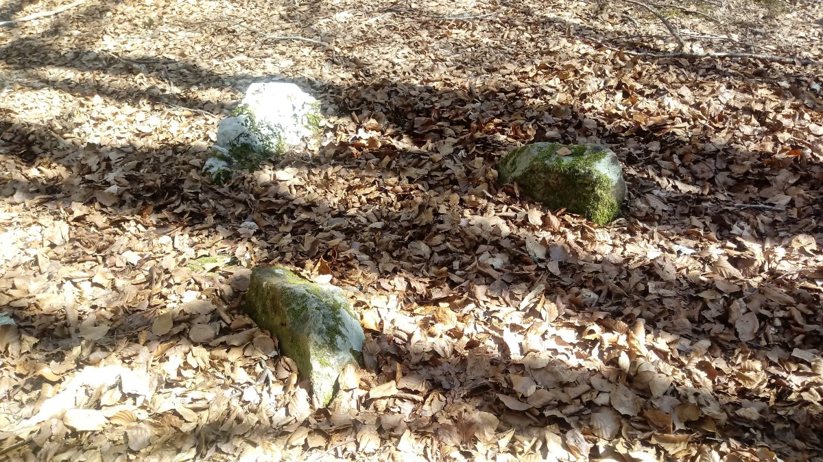 Astonzulo zista (2019)