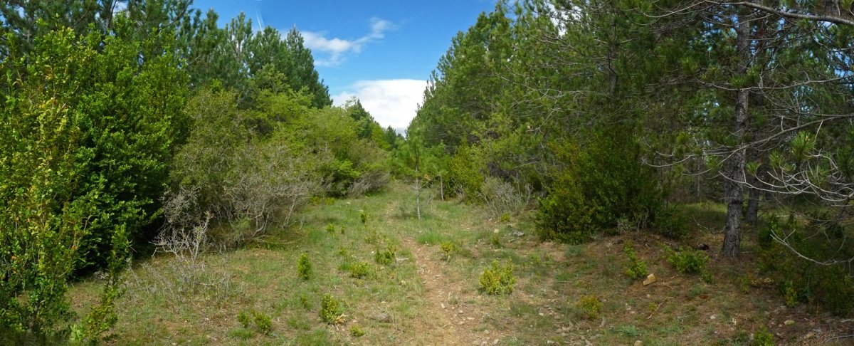 Burdisibarko gainaldean barreneko bidea