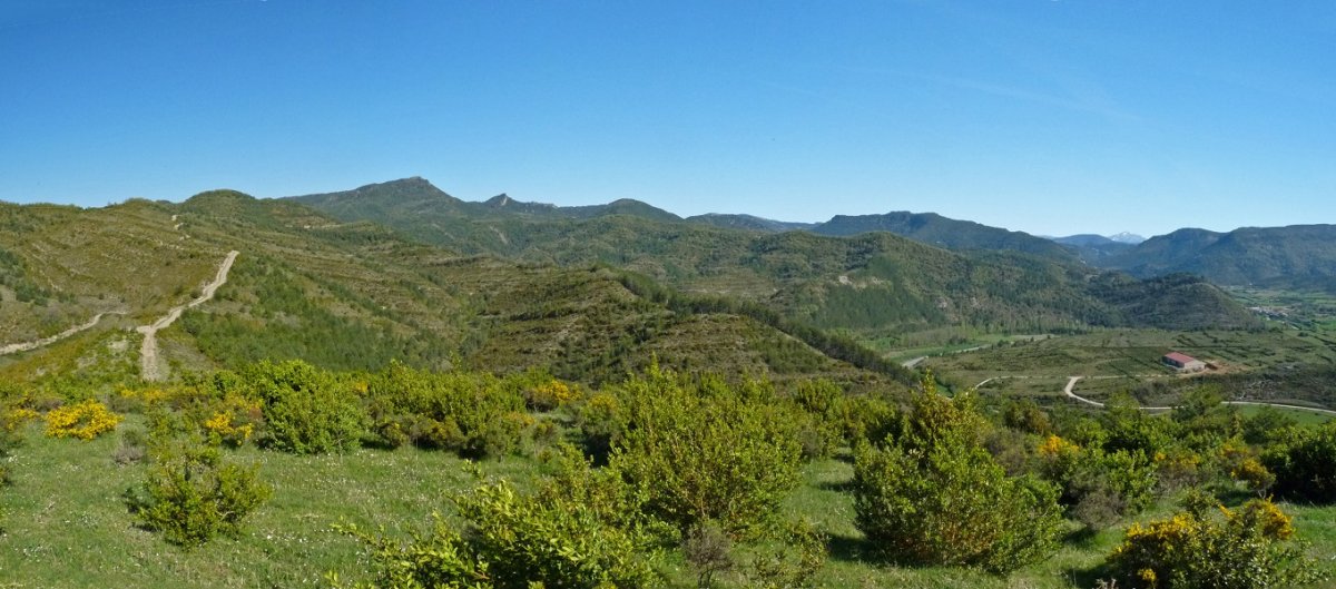 Zaraitzu ibarra, Picalvotik