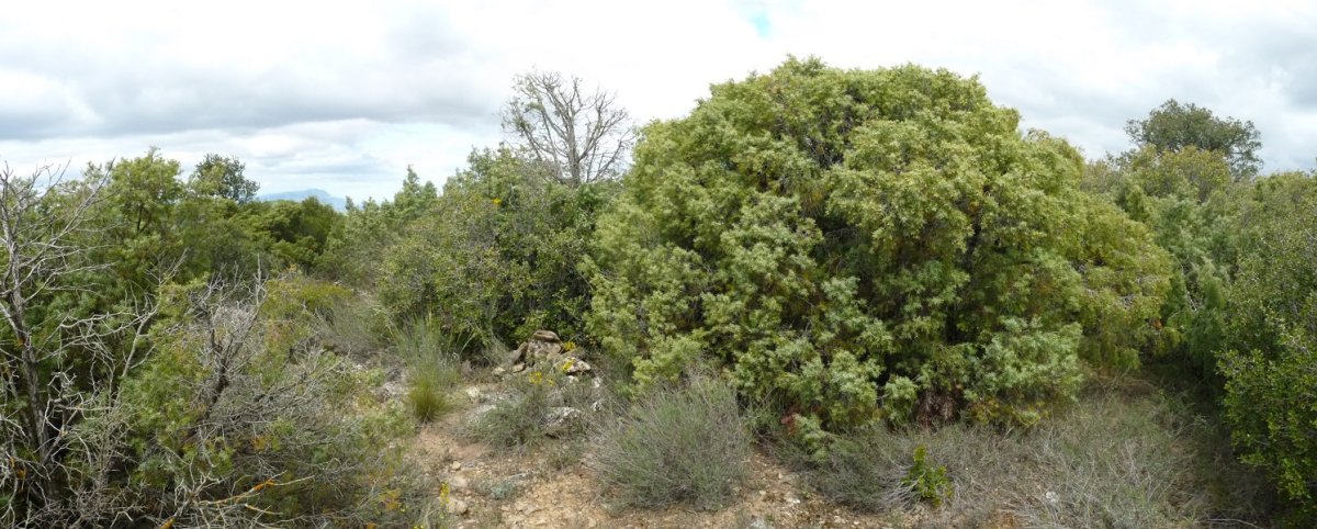 Portillo del Sastre, gailurra