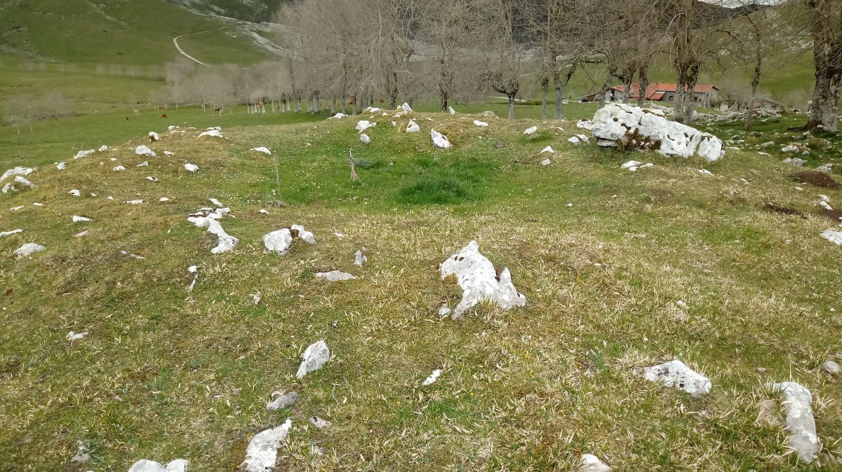 Gorostiaran M. trikuharria 3