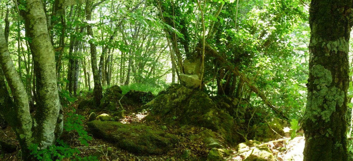 Askuko gailur harritsua