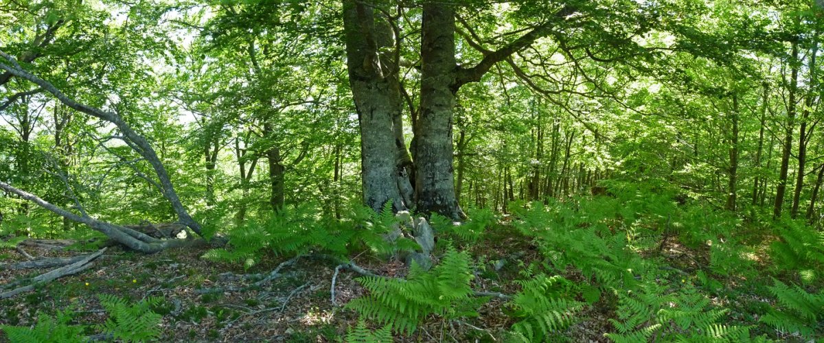 Otsagiko puntako gailurra