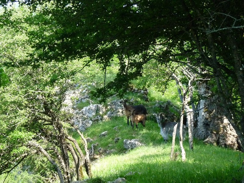 Ahuntzak Otsagiko Puntan