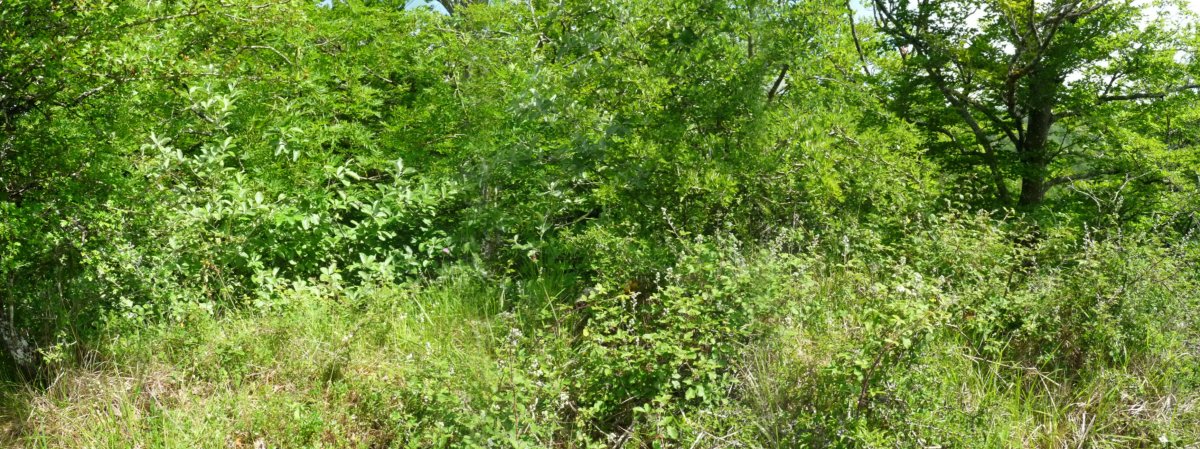 Musarrako gaineko gailurra