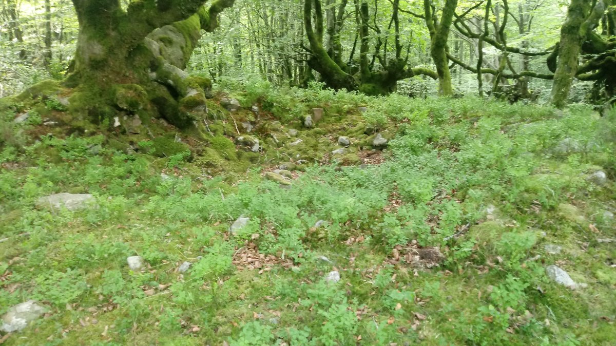 Artaso trikuharria 3