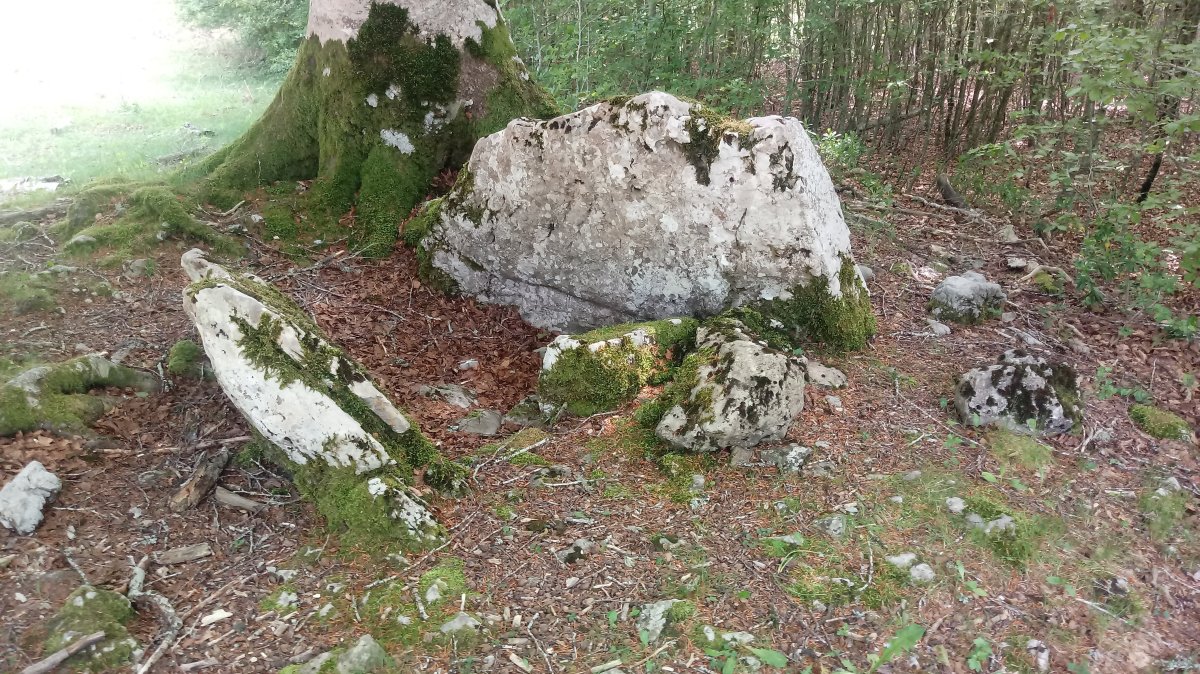 Otsotesare trikuharria 2