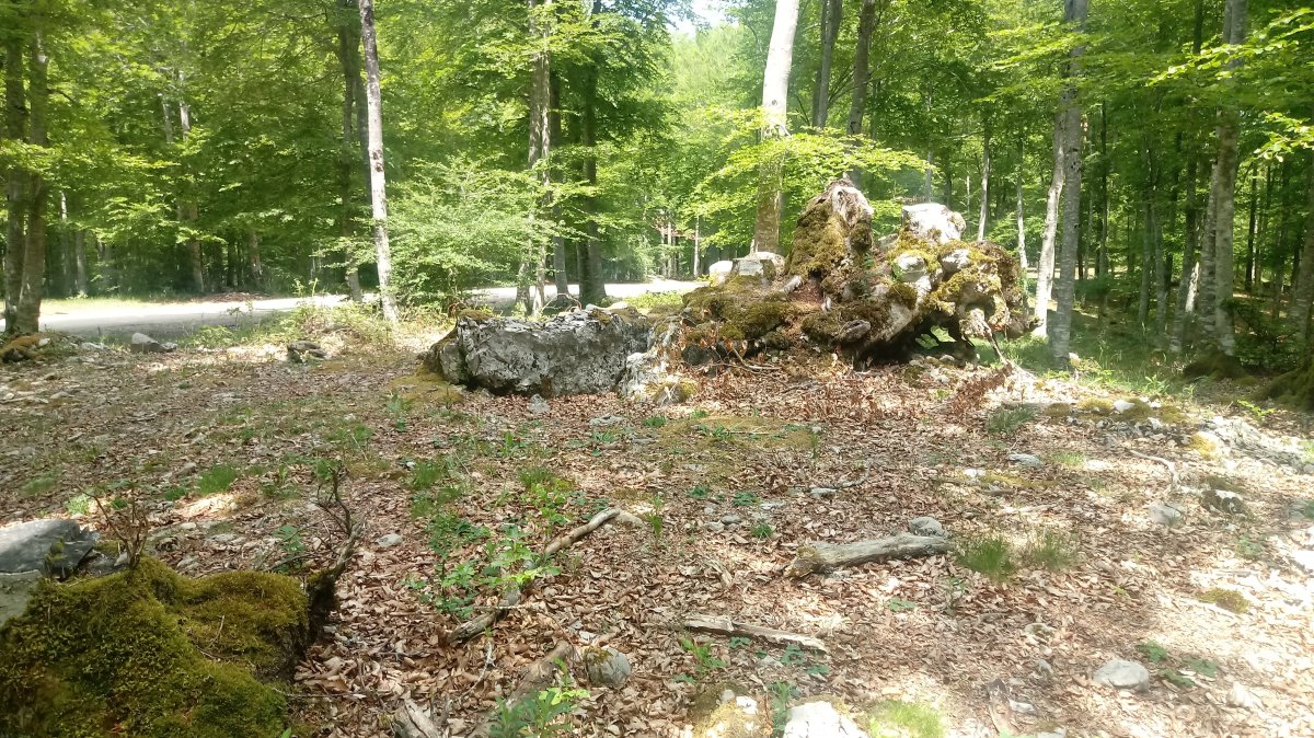 Aubia I Ip. trikuharria 3