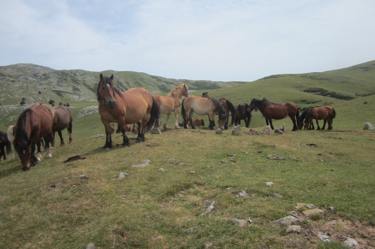 Cromlech Beaskinarte. El ganado tumba y destroza los testigos (07/2019)