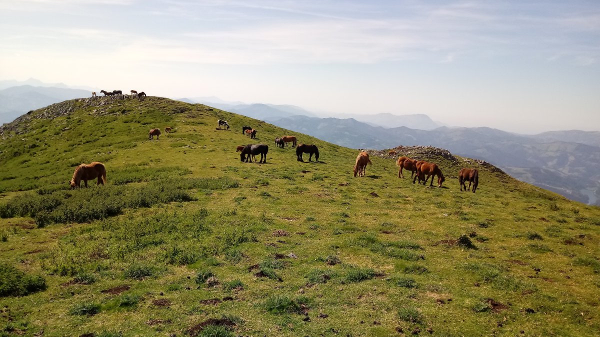 Beleku I. (1251m) gaina