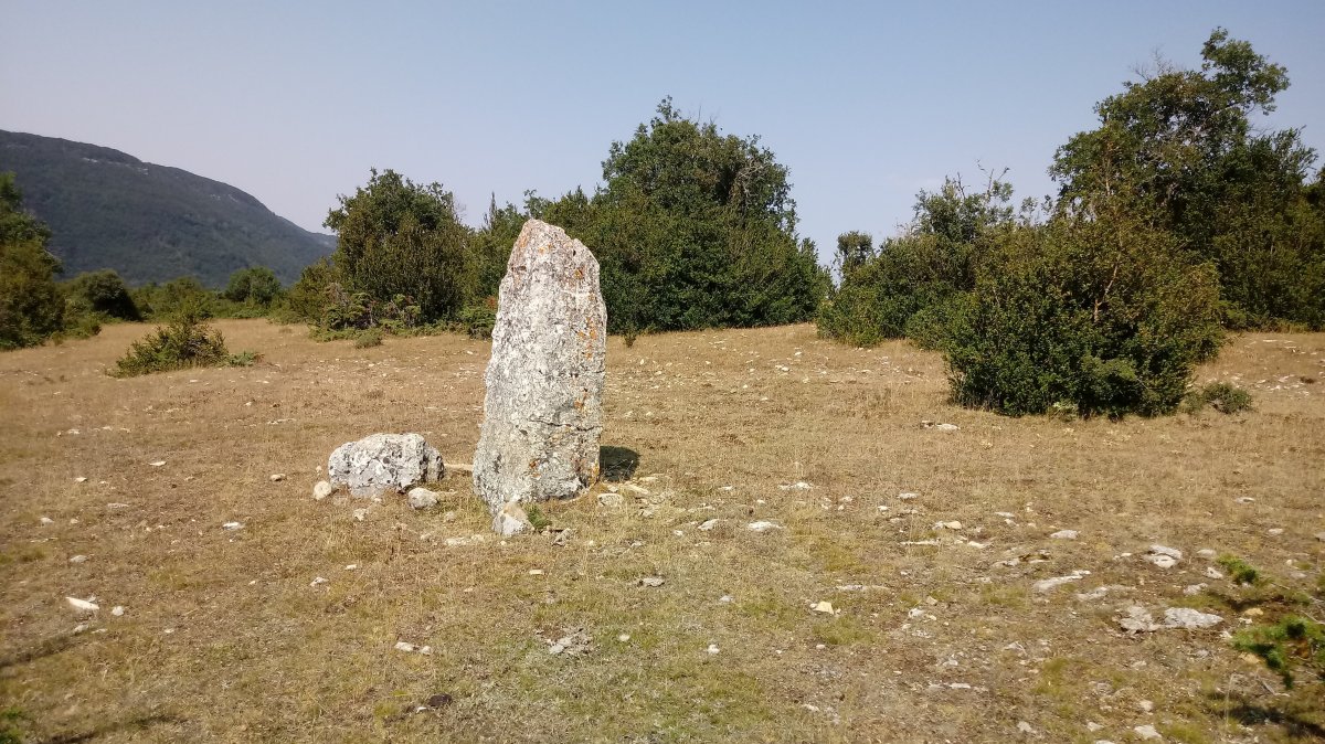 Arritirra (Larraitza) zutarria (2019)