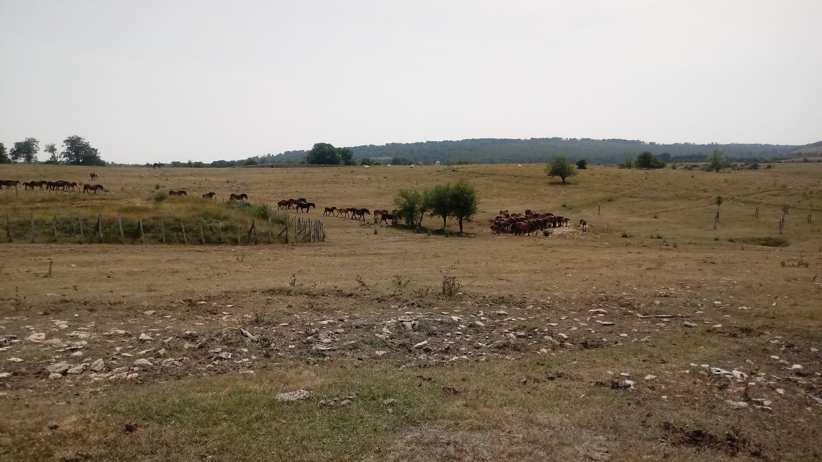 Behorrak ura edatera