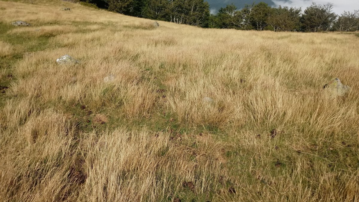 Xardeka harrespila II 2