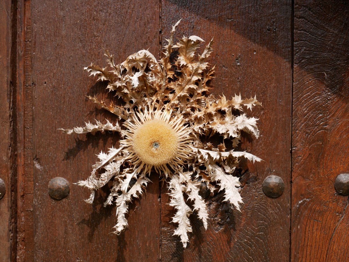 Eguzki lorea atean, Betelu