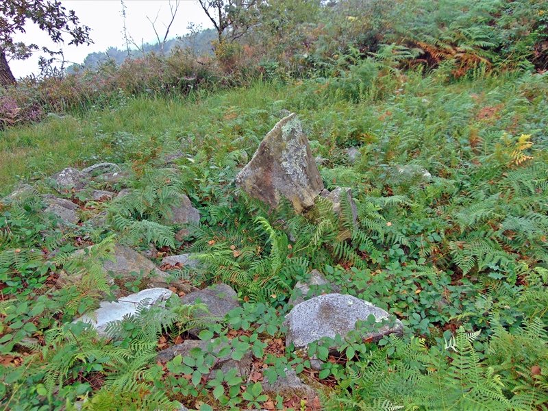 Belkoain Trikuharria