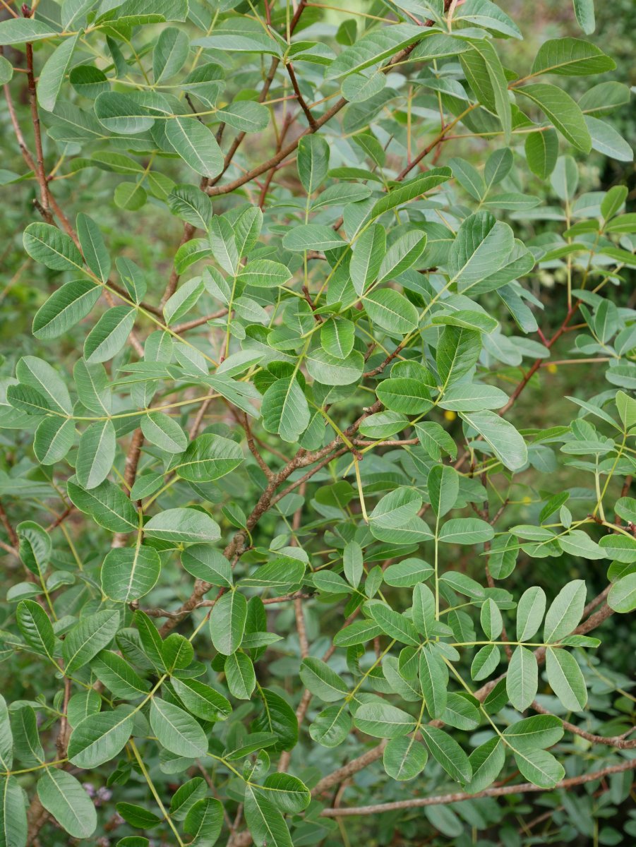 Pistacia terebinthus, Betelu