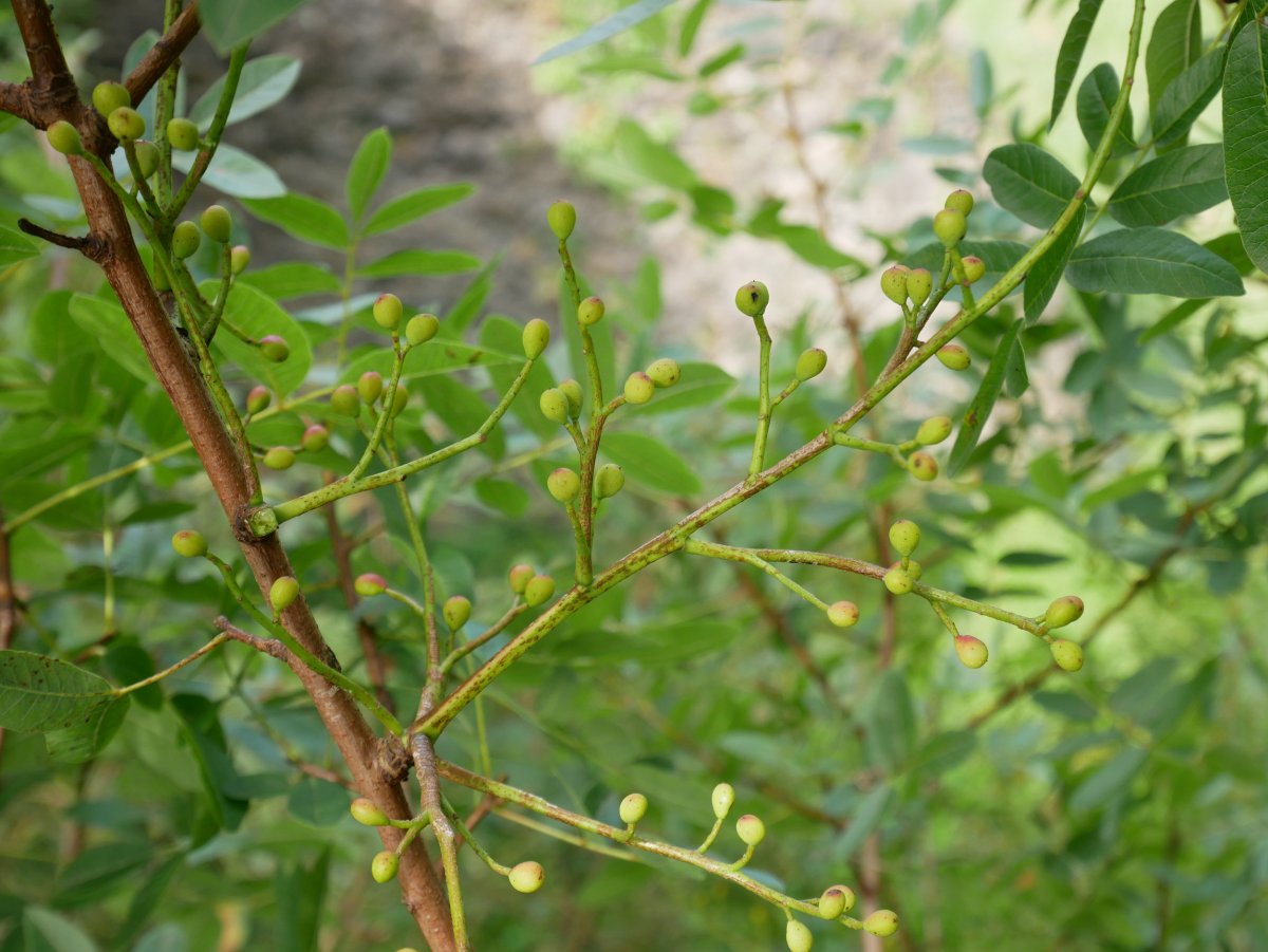 Pistacia terebinthus, Betelu