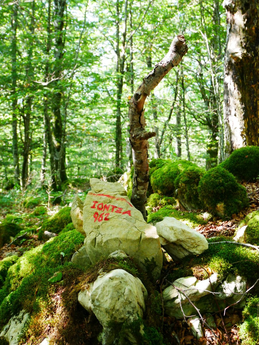 Iontza tontorreko harripila