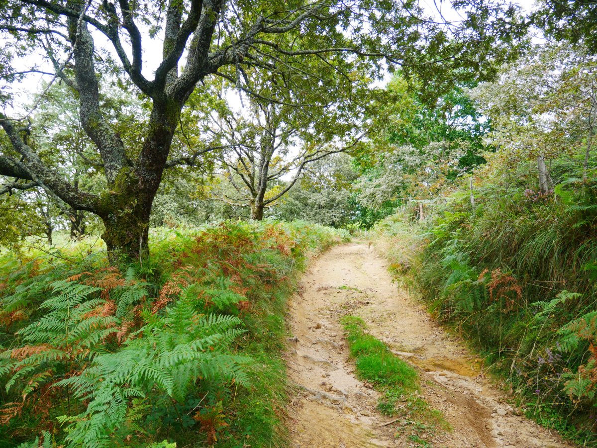 Igoerako pasarte bat