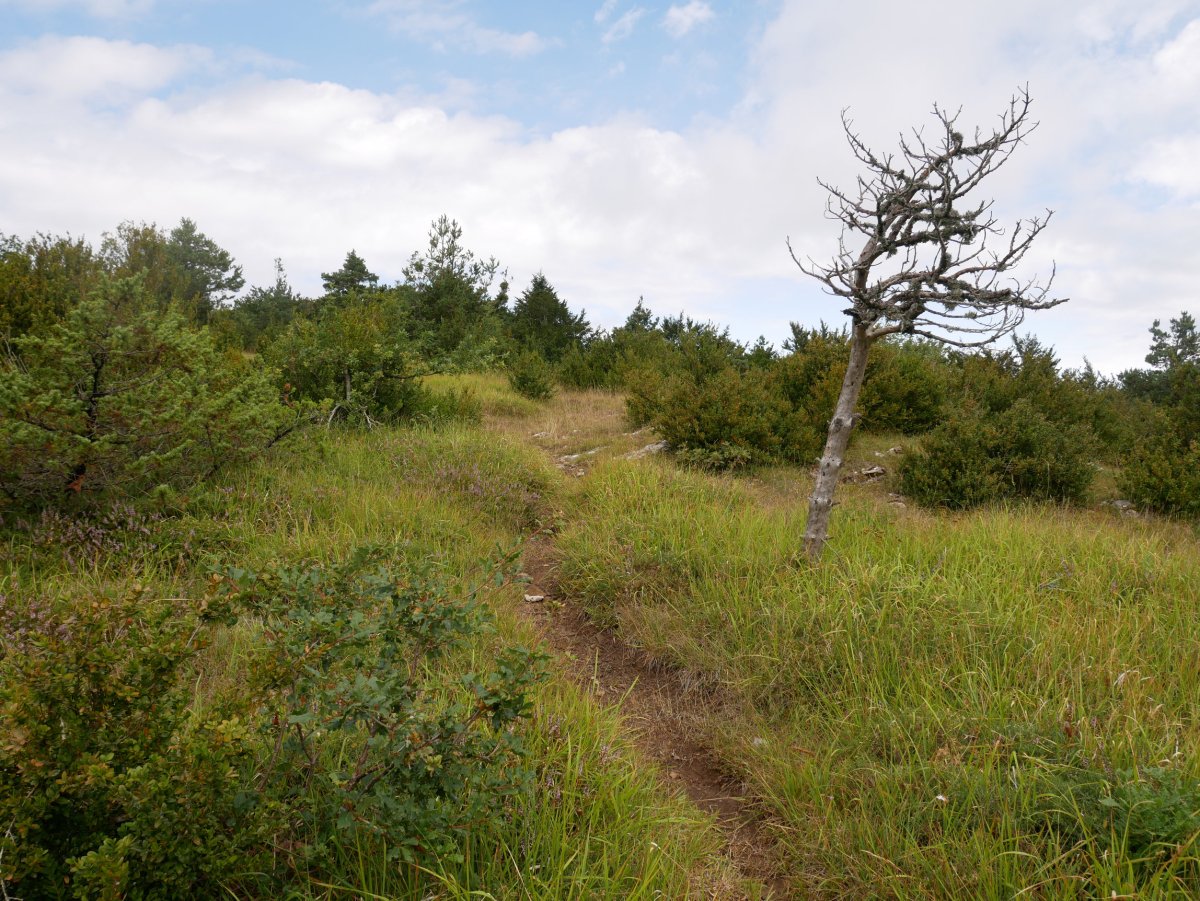 Bizkarraldeko pasarte bat