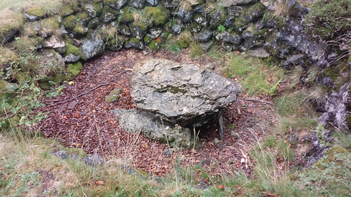 Bagargi trikuharria 3