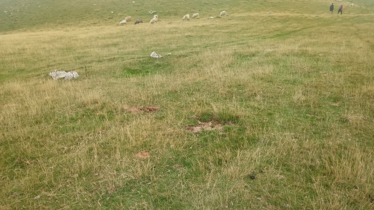 Millagaateko harrespila V