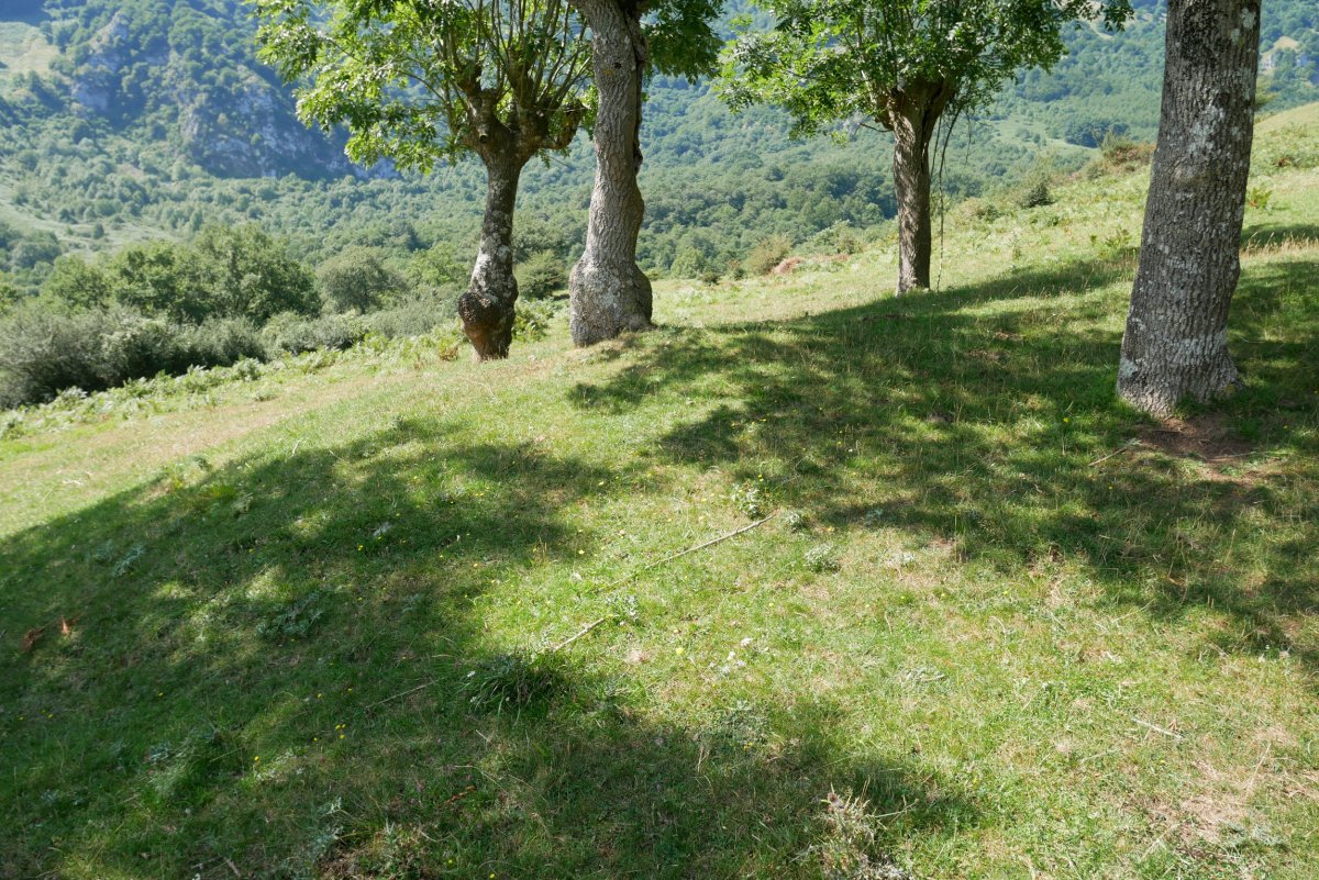 Auntzin etxola hondoa 3