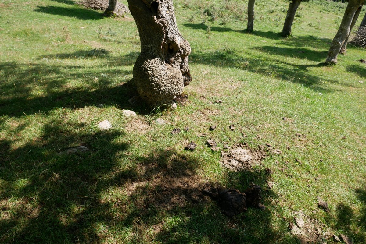 Auntzin etxola hondoa 3