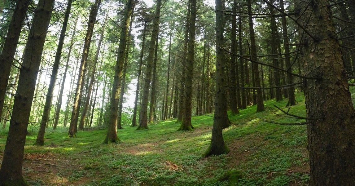 Alertze basoa mendiaren iparraldean