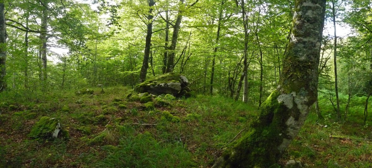 Urdenats trikuharria, Otansurko hegian