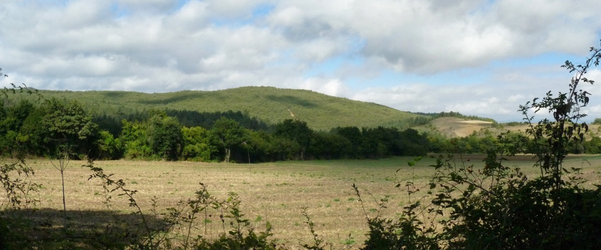 Basotxoko bizkar oihantsua